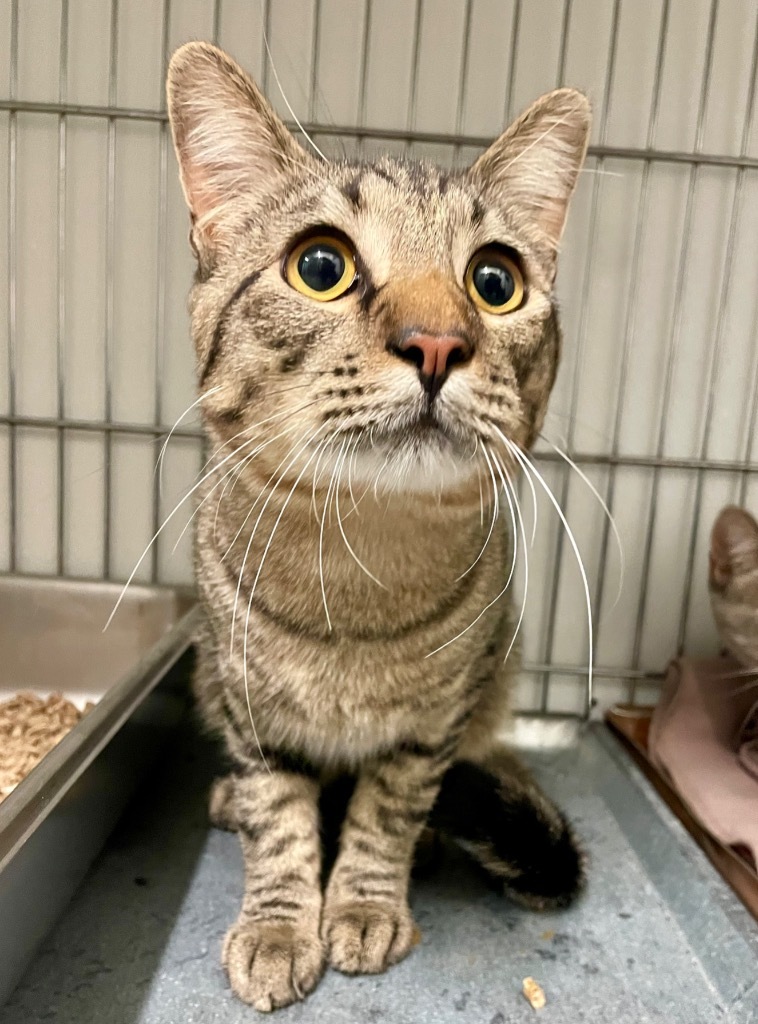 Mr. Green, an adoptable Domestic Short Hair in Rock Springs, WY, 82901 | Photo Image 1