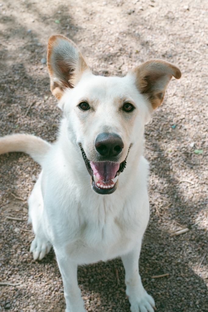 Maggie, an adoptable Shepherd, Husky in Rock Springs, WY, 82901 | Photo Image 1