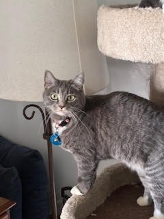 Launi, an adoptable Domestic Short Hair in Salt Lake City, UT, 84117 | Photo Image 1