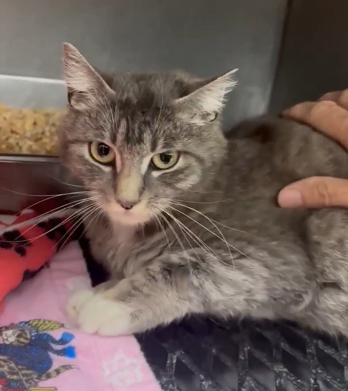 Launi, an adoptable Domestic Short Hair in Salt Lake City, UT, 84117 | Photo Image 2