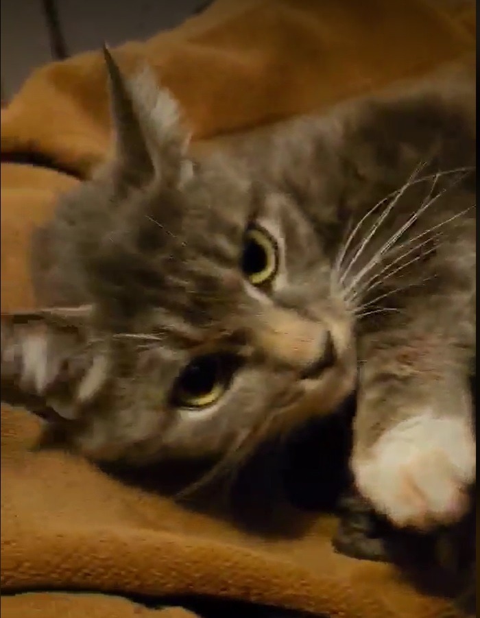 Launi, an adoptable Domestic Short Hair in Salt Lake City, UT, 84117 | Photo Image 3