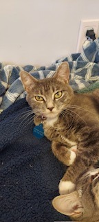 Launi, an adoptable Domestic Short Hair in Salt Lake City, UT, 84117 | Photo Image 4