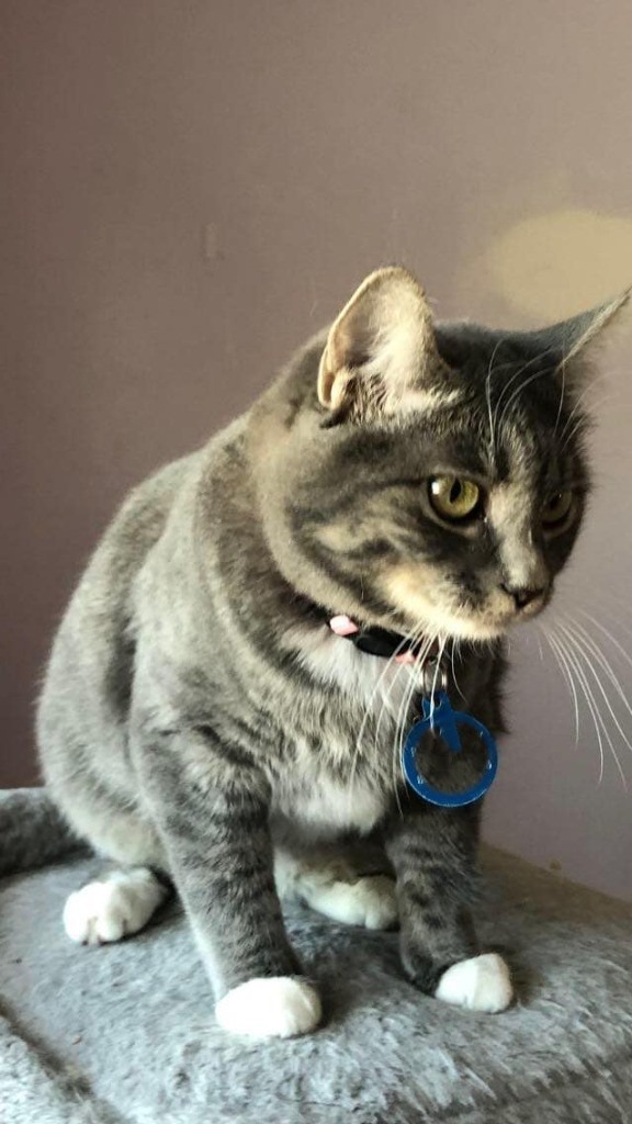 Launi, an adoptable Domestic Short Hair in Salt Lake City, UT, 84117 | Photo Image 5