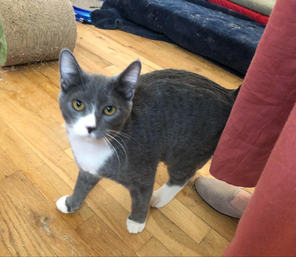Aiden, an adoptable Domestic Short Hair in Salt Lake City, UT, 84117 | Photo Image 1