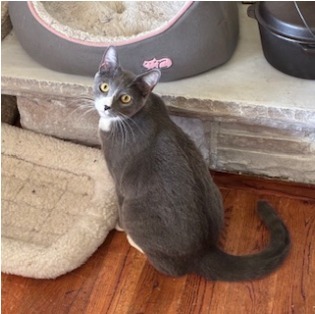 Aiden, an adoptable Domestic Short Hair in Salt Lake City, UT, 84117 | Photo Image 1