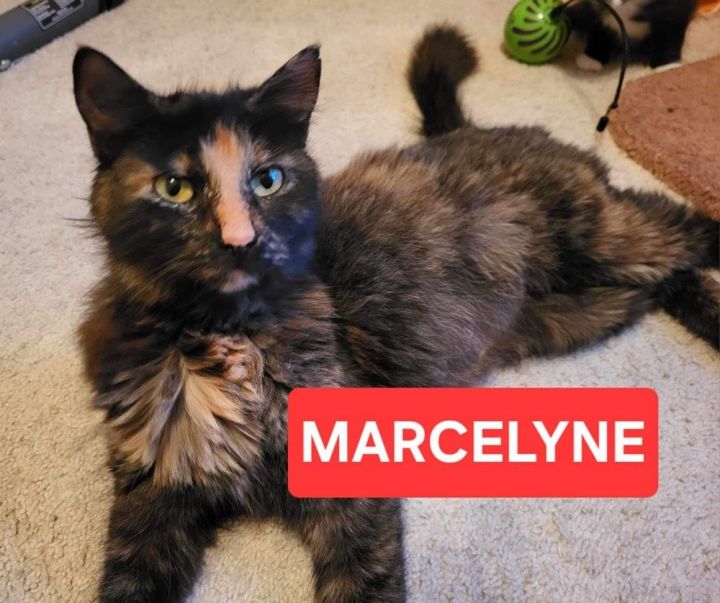 Marcelyne 1