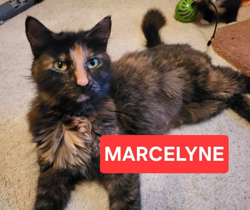 Marcelyne