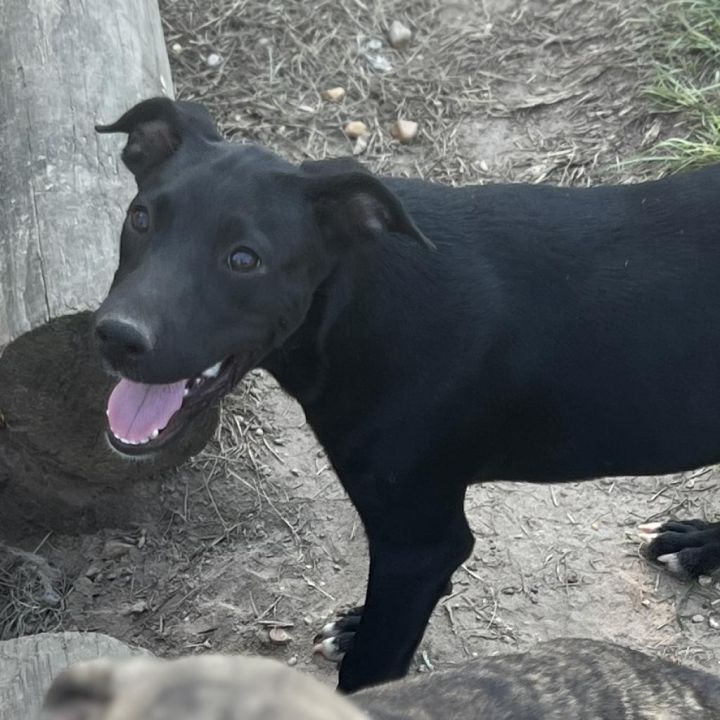 Victor 2