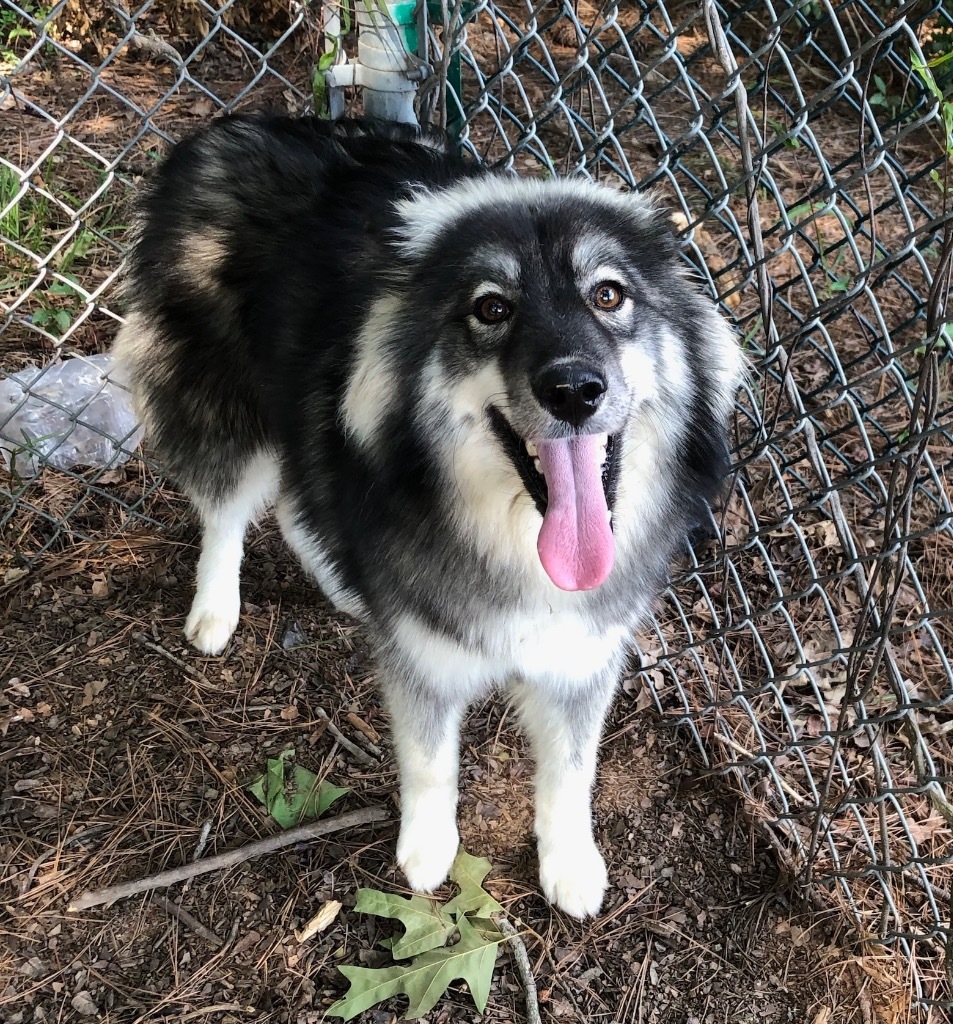 Mocha, an adoptable Keeshond in Little Rock, AR, 72206 | Photo Image 1