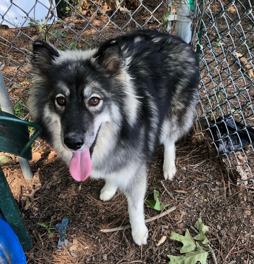 Mocha, an adoptable Keeshond in Little Rock, AR, 72206 | Photo Image 2