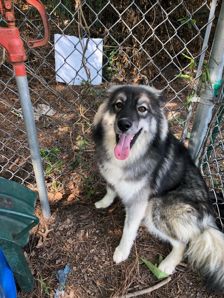 Mocha, an adoptable Keeshond in Little Rock, AR, 72206 | Photo Image 3