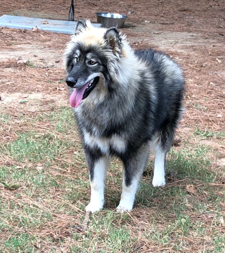 Quiche, an adoptable Keeshond in Little Rock, AR, 72206 | Photo Image 1