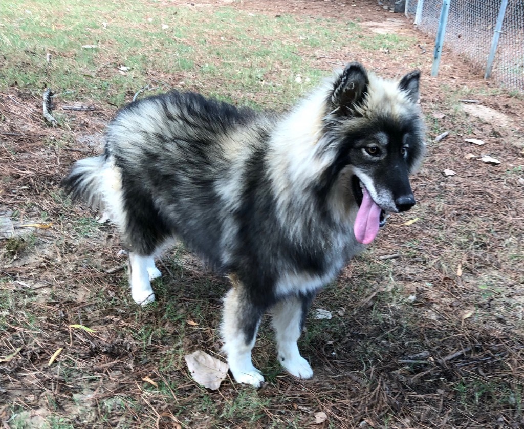 Quiche, an adoptable Keeshond in Little Rock, AR, 72206 | Photo Image 2