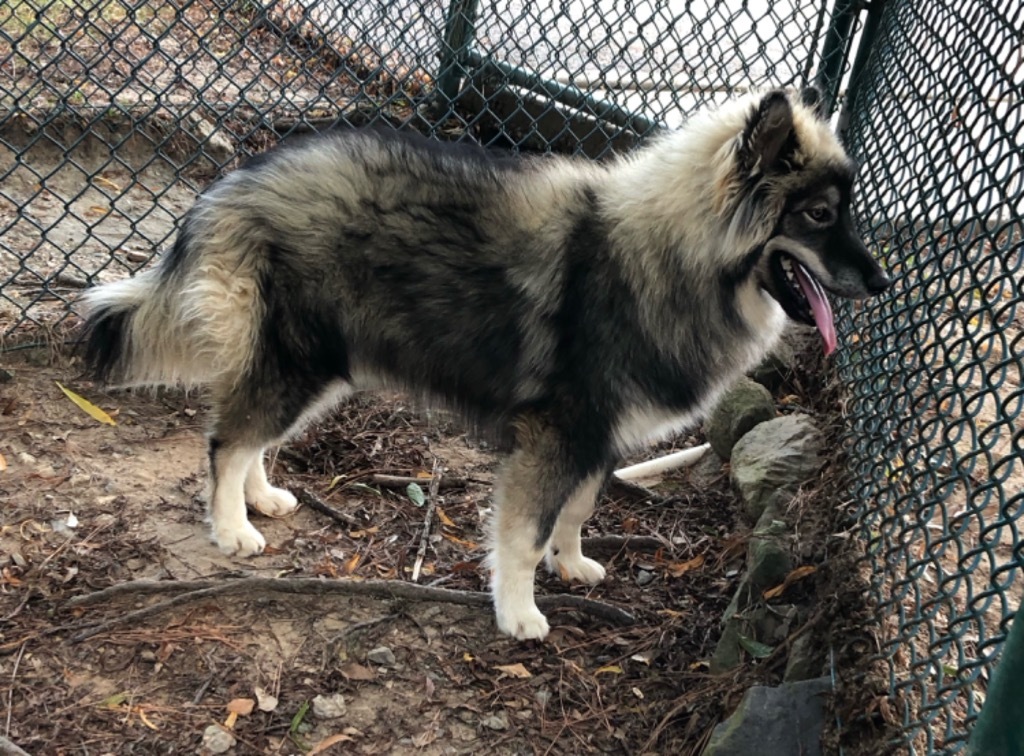 Quiche, an adoptable Keeshond in Little Rock, AR, 72206 | Photo Image 3