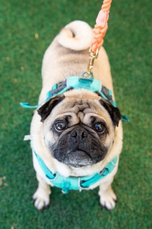 Cabbage Pug Dog