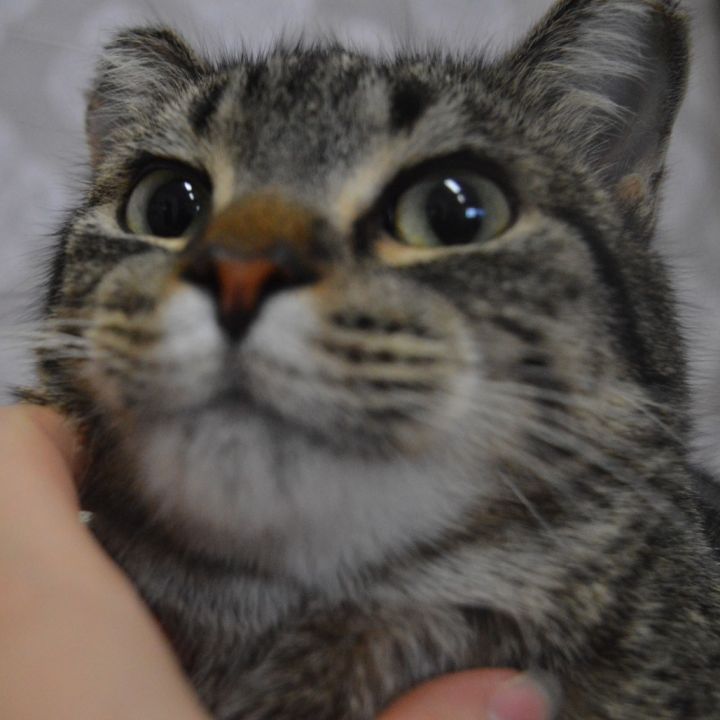 Fiona 4