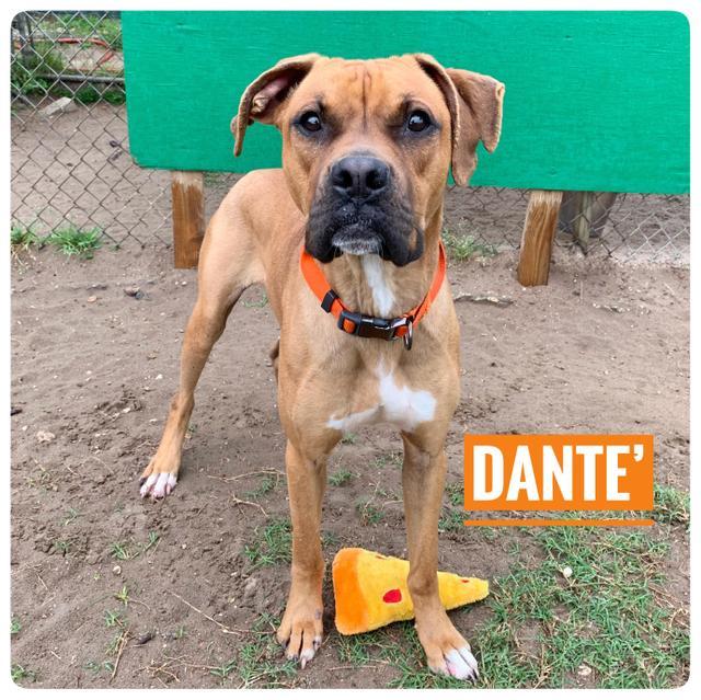 Dante