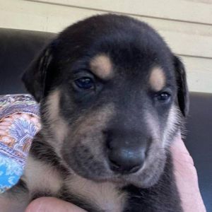 Cruiser Labrador Retriever Dog