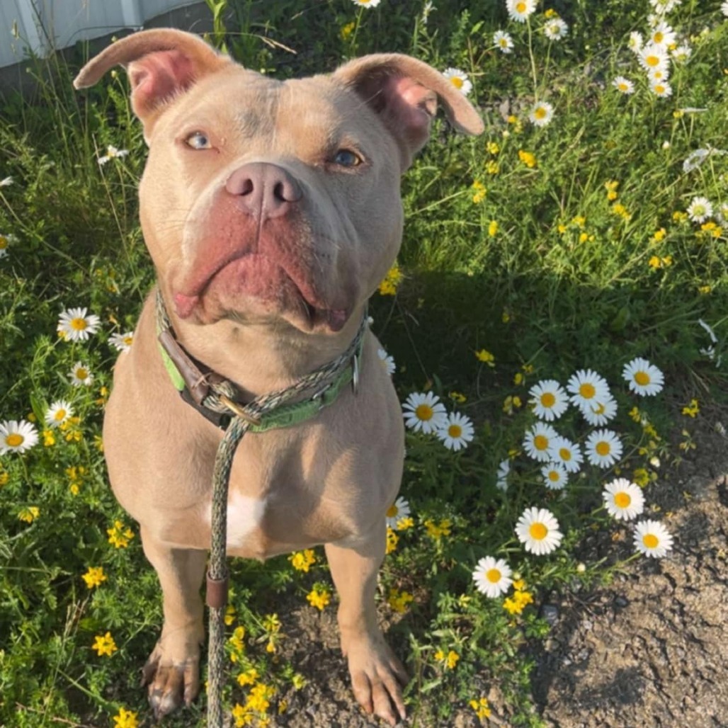 Calea, an adoptable Mixed Breed in Ballston Spa, NY, 12020 | Photo Image 1