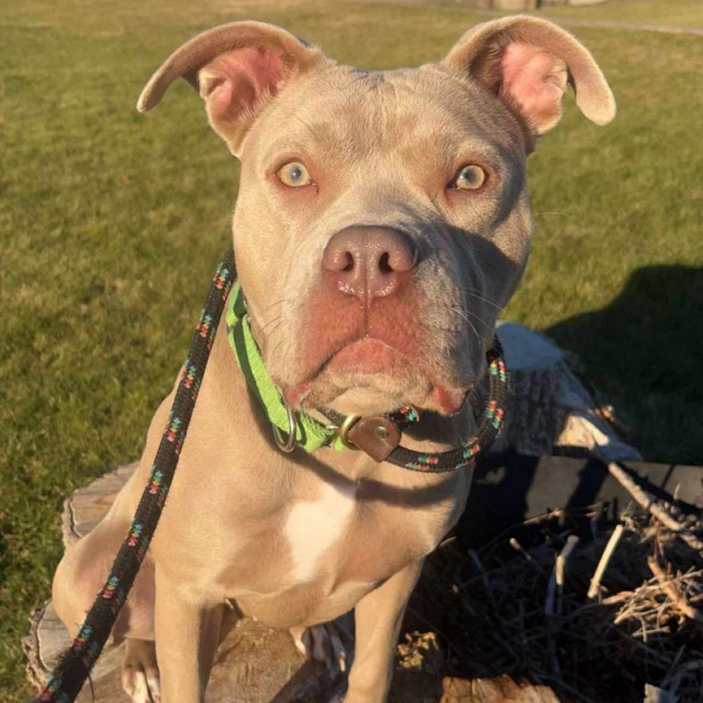 Calea, an adoptable Mixed Breed in Ballston Spa, NY, 12020 | Photo Image 2