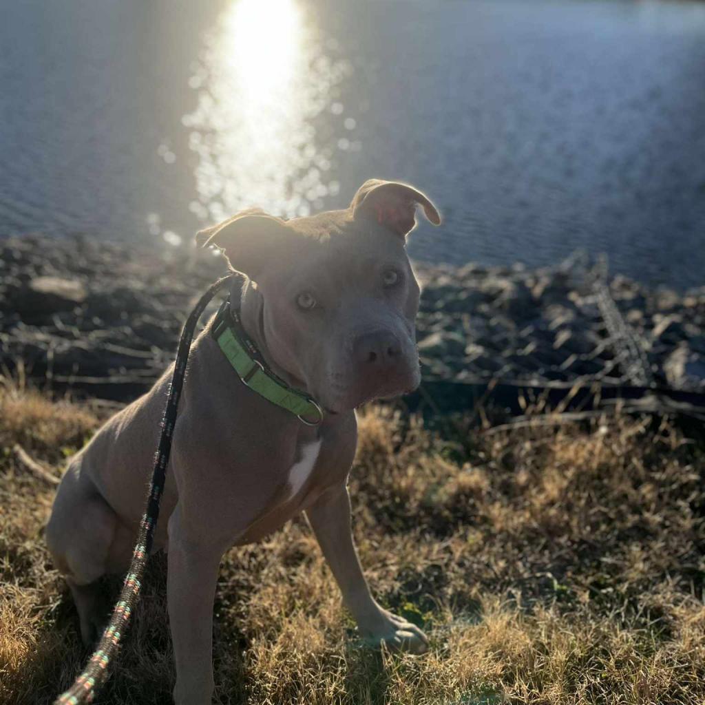 Calea, an adoptable Mixed Breed in Ballston Spa, NY, 12020 | Photo Image 3