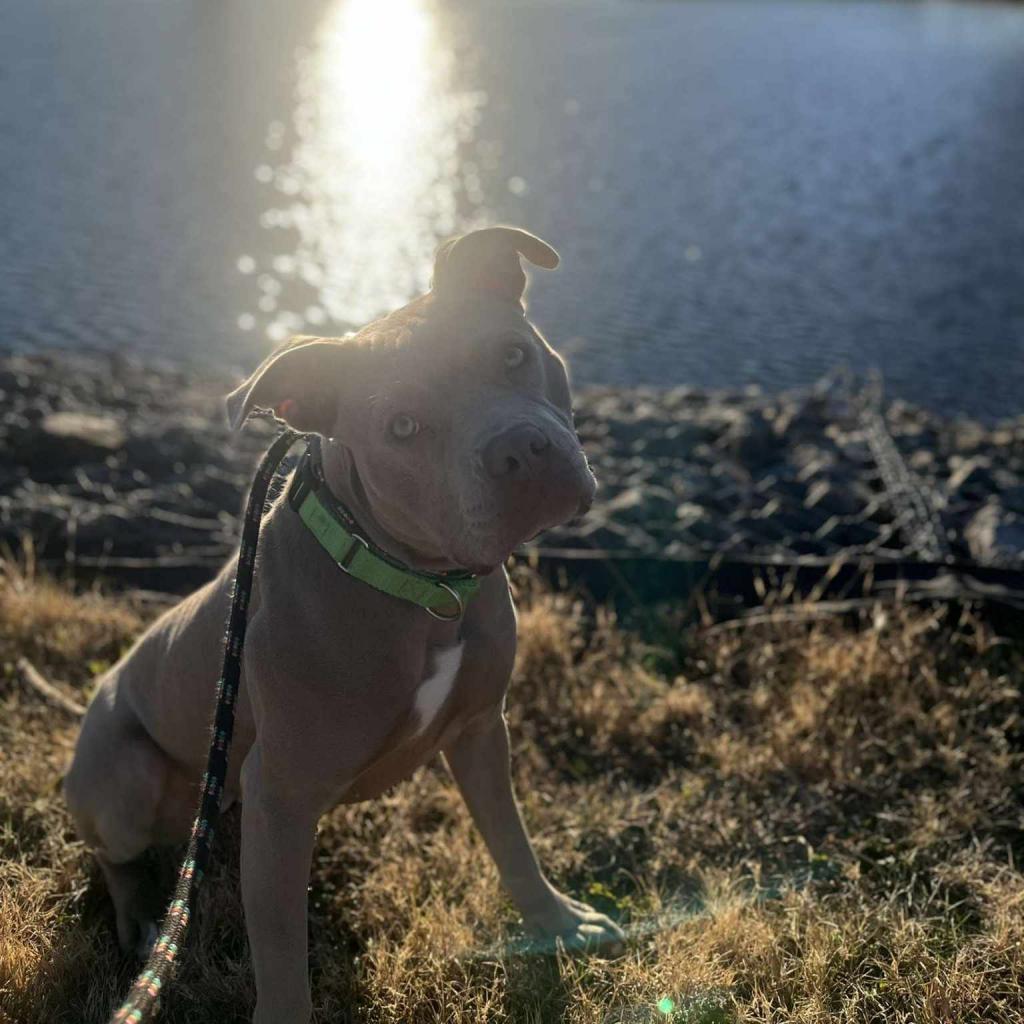 Calea, an adoptable Mixed Breed in Ballston Spa, NY, 12020 | Photo Image 4