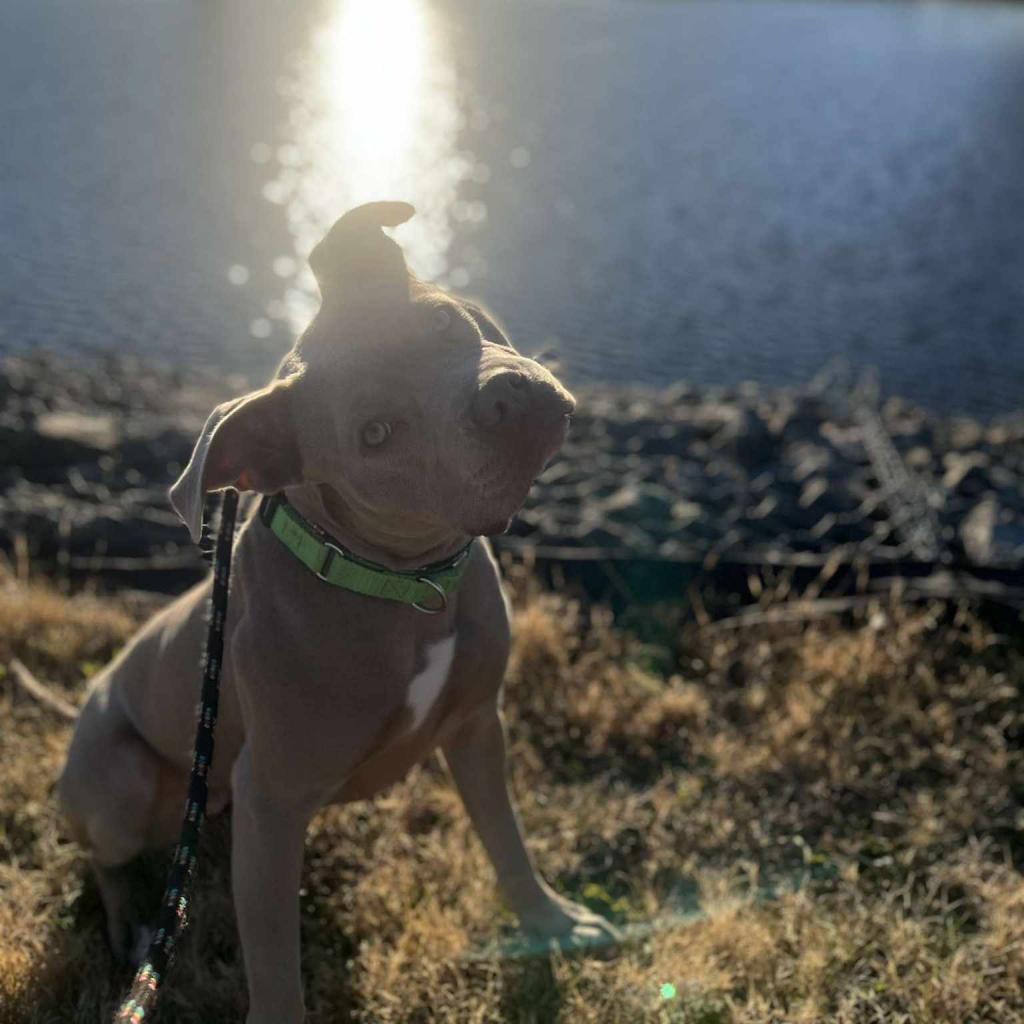 Calea, an adoptable Mixed Breed in Ballston Spa, NY, 12020 | Photo Image 5