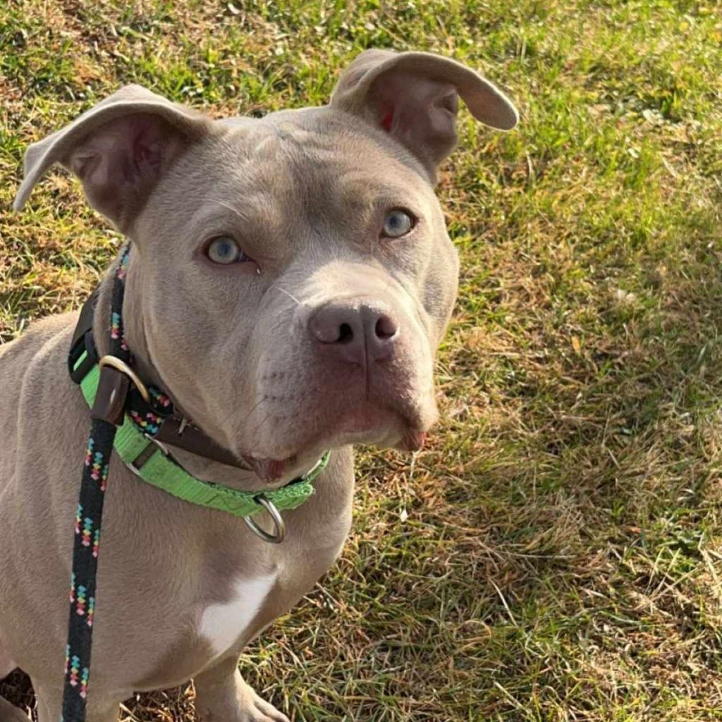 Calea, an adoptable Mixed Breed in Ballston Spa, NY, 12020 | Photo Image 6