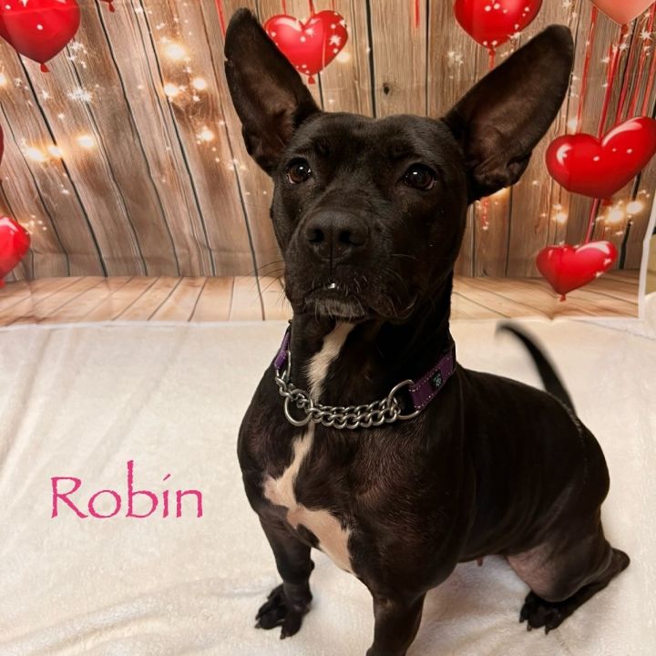 Robin 1