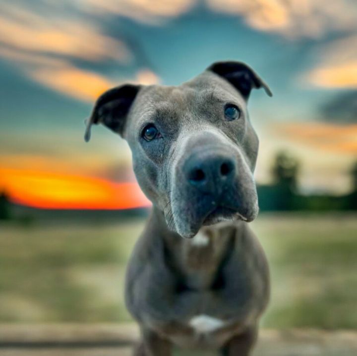 Hazel 2