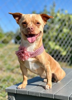 Tiana, Adult Female Chihuahua