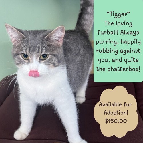 Tigger, an adoptable Domestic Short Hair in Elbow Lake, MN, 56531 | Photo Image 1