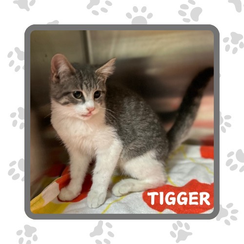 Tigger, an adoptable Domestic Short Hair in Elbow Lake, MN, 56531 | Photo Image 2