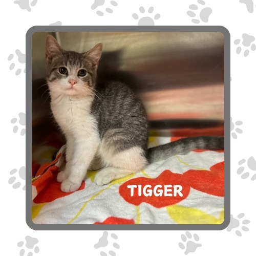 Tigger, an adoptable Domestic Short Hair in Elbow Lake, MN, 56531 | Photo Image 3