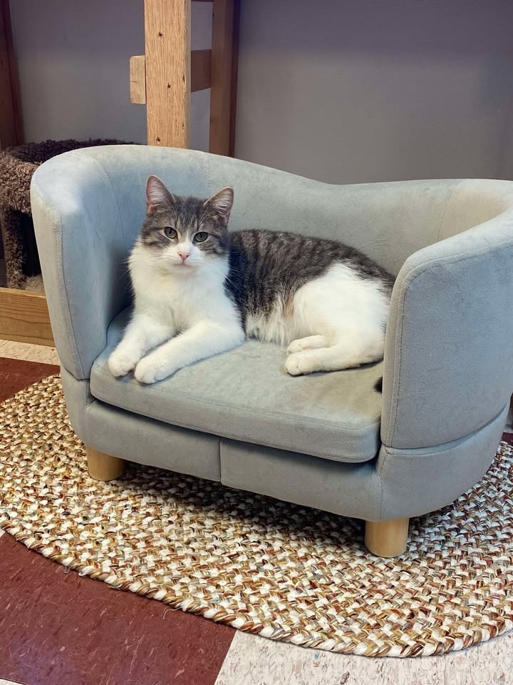 Tigger, an adoptable Domestic Short Hair in Elbow Lake, MN, 56531 | Photo Image 4