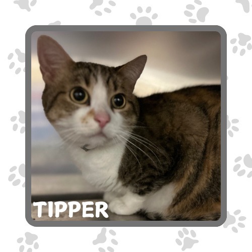 Tipper