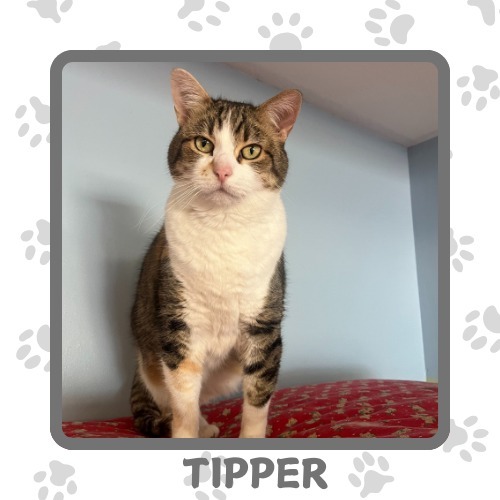 Tipper, an adoptable Domestic Short Hair in Elbow Lake, MN, 56531 | Photo Image 1