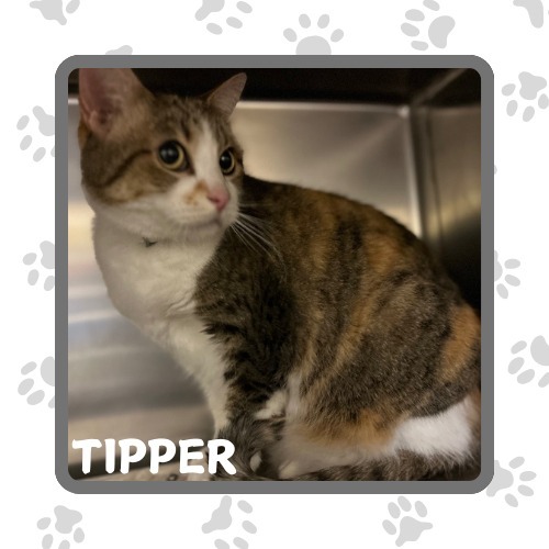 Tipper, an adoptable Domestic Short Hair in Elbow Lake, MN, 56531 | Photo Image 2