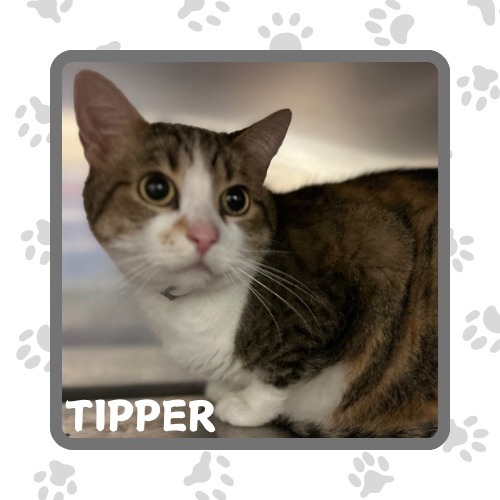 Tipper, an adoptable Domestic Short Hair in Elbow Lake, MN, 56531 | Photo Image 3