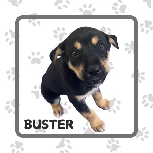 Buster