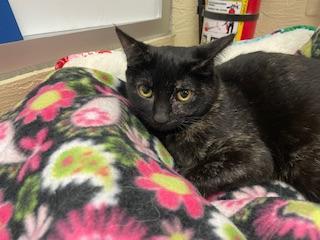 Dolce, an adoptable Tortoiseshell in Parlier, CA, 93648 | Photo Image 1