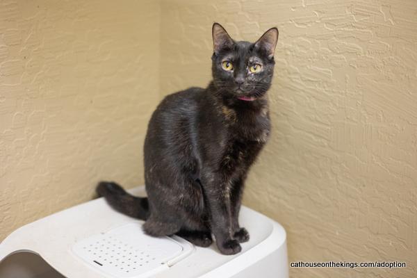 Dolce, an adoptable Tortoiseshell in Parlier, CA, 93648 | Photo Image 1