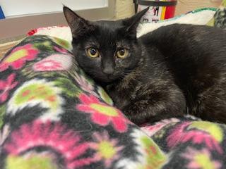 Dolce, an adoptable Tortoiseshell in Parlier, CA, 93648 | Photo Image 3
