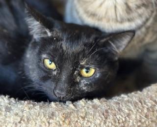 Dolce, an adoptable Tortoiseshell in Parlier, CA, 93648 | Photo Image 4