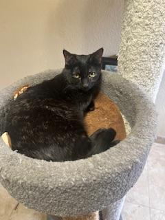 Dolce, an adoptable Tortoiseshell in Parlier, CA, 93648 | Photo Image 5