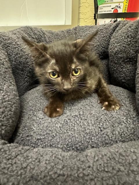Dolce, an adoptable Tortoiseshell in Parlier, CA, 93648 | Photo Image 6