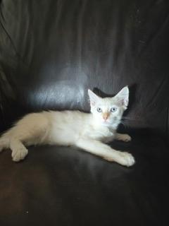 Cream Brule, an adoptable Ragdoll in Parlier, CA, 93648 | Photo Image 1