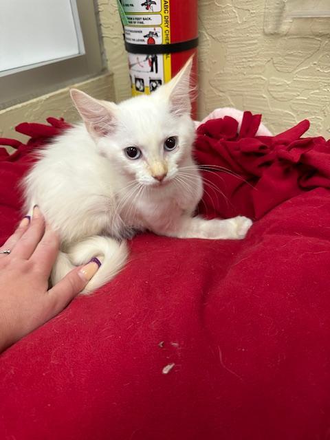 Cream Brule, an adoptable Ragdoll in Parlier, CA, 93648 | Photo Image 3