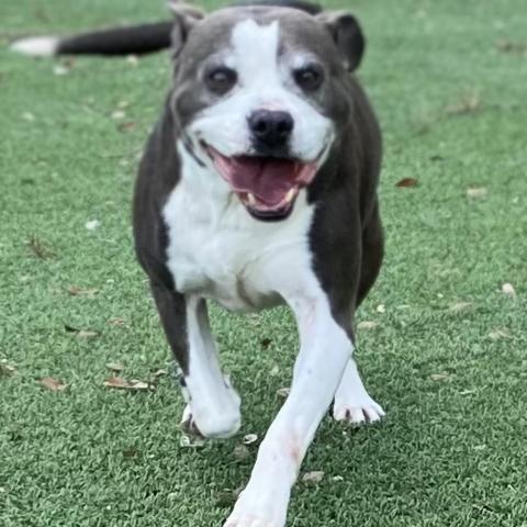 Adriana 9542 AKA Harper 5