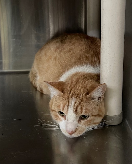 Marmalade (Fee Waived)